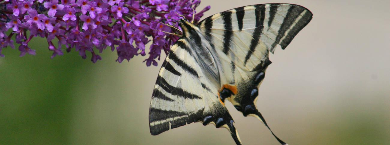 Faune & Flore sud de france